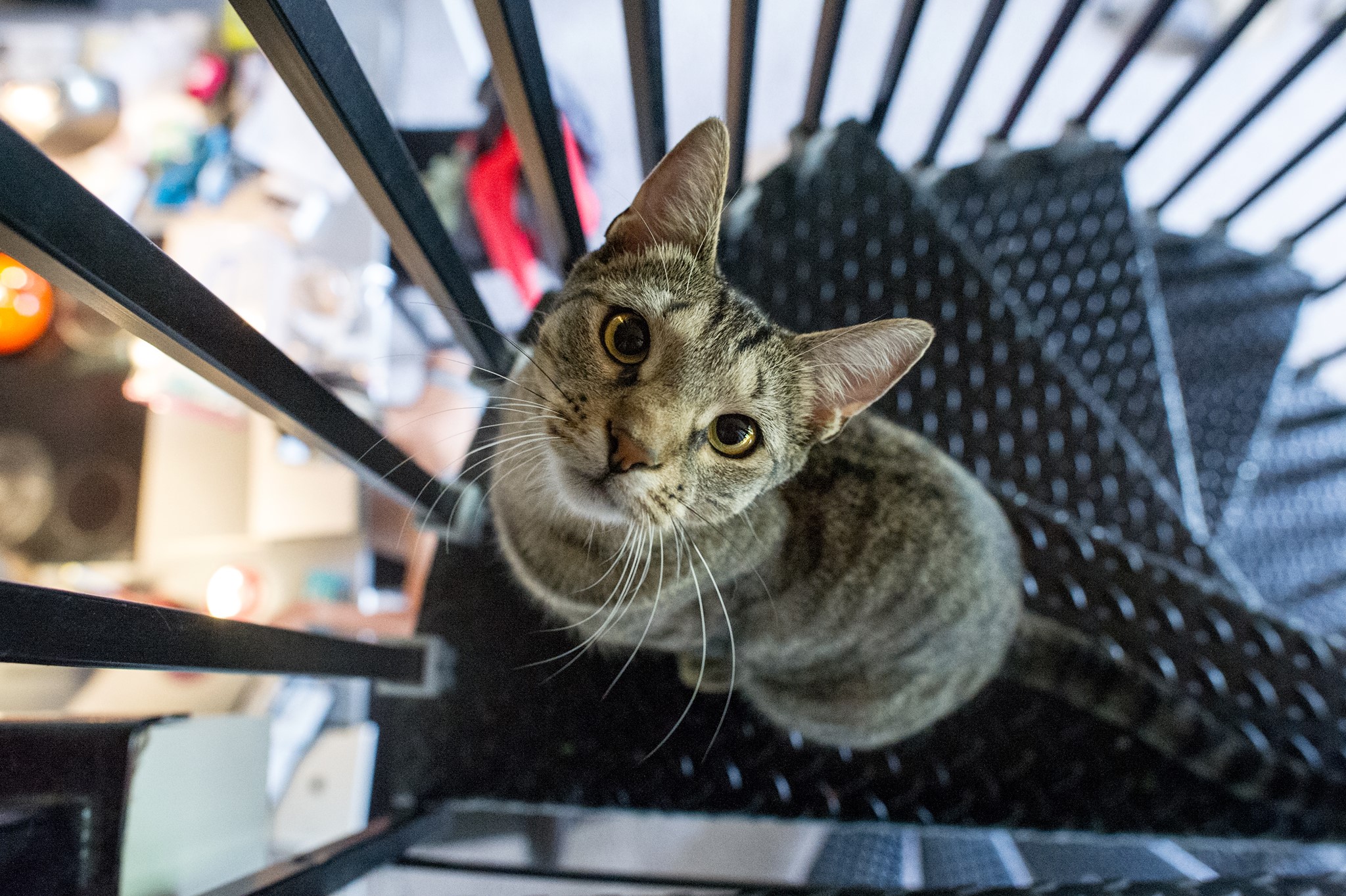 Top down view of Michelle and Andy's gray and black striped cat, Almond. She has bright yellow eyes and a brown nose, and is looking up expectantly at the camera.