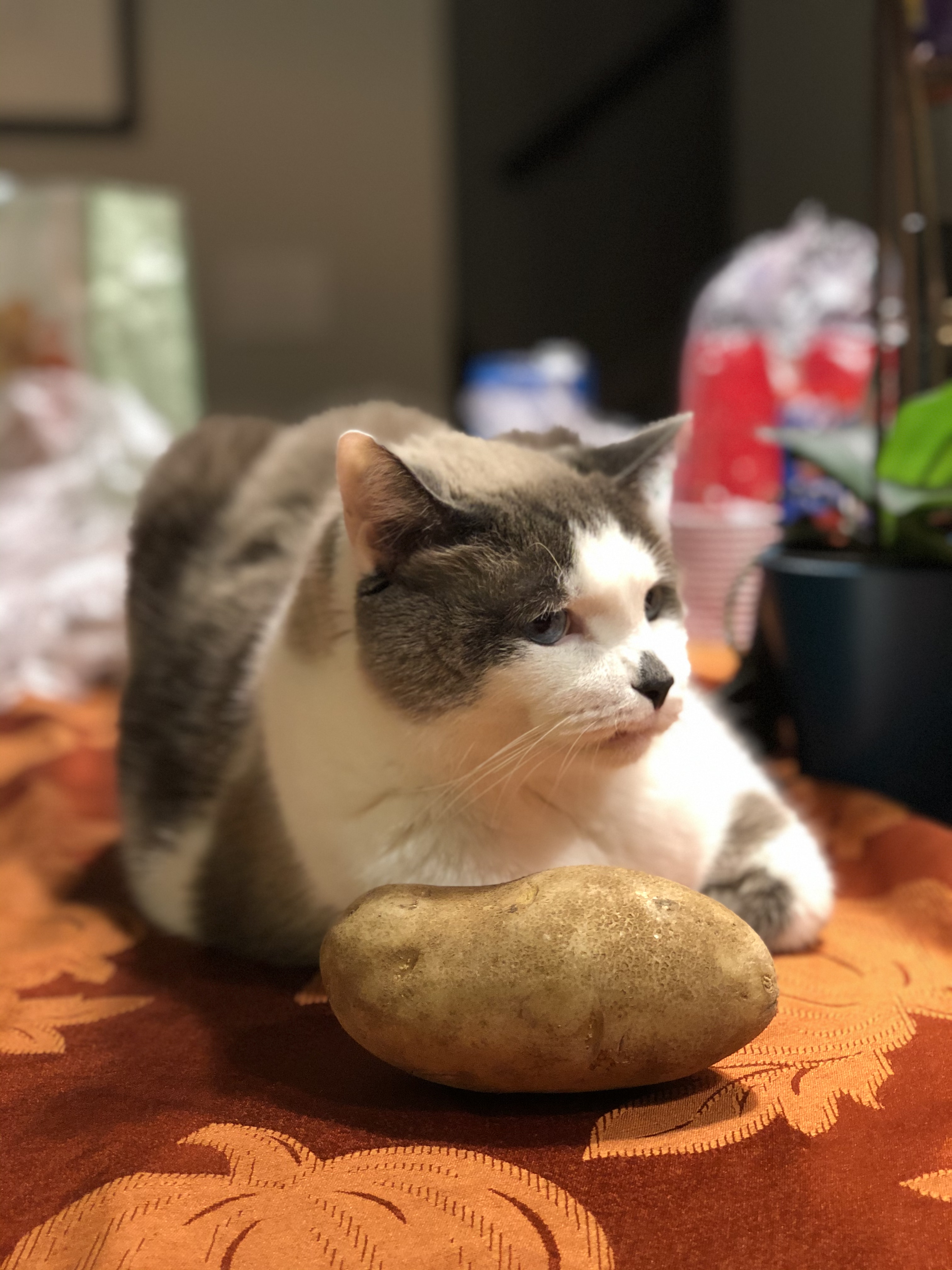 A front view of Skippy lying down, Michelle and Andy's second cat. He is a white cat with gray-brown spots, a couple covering both his ears like earmuffs. In front of Skippy is a potato.